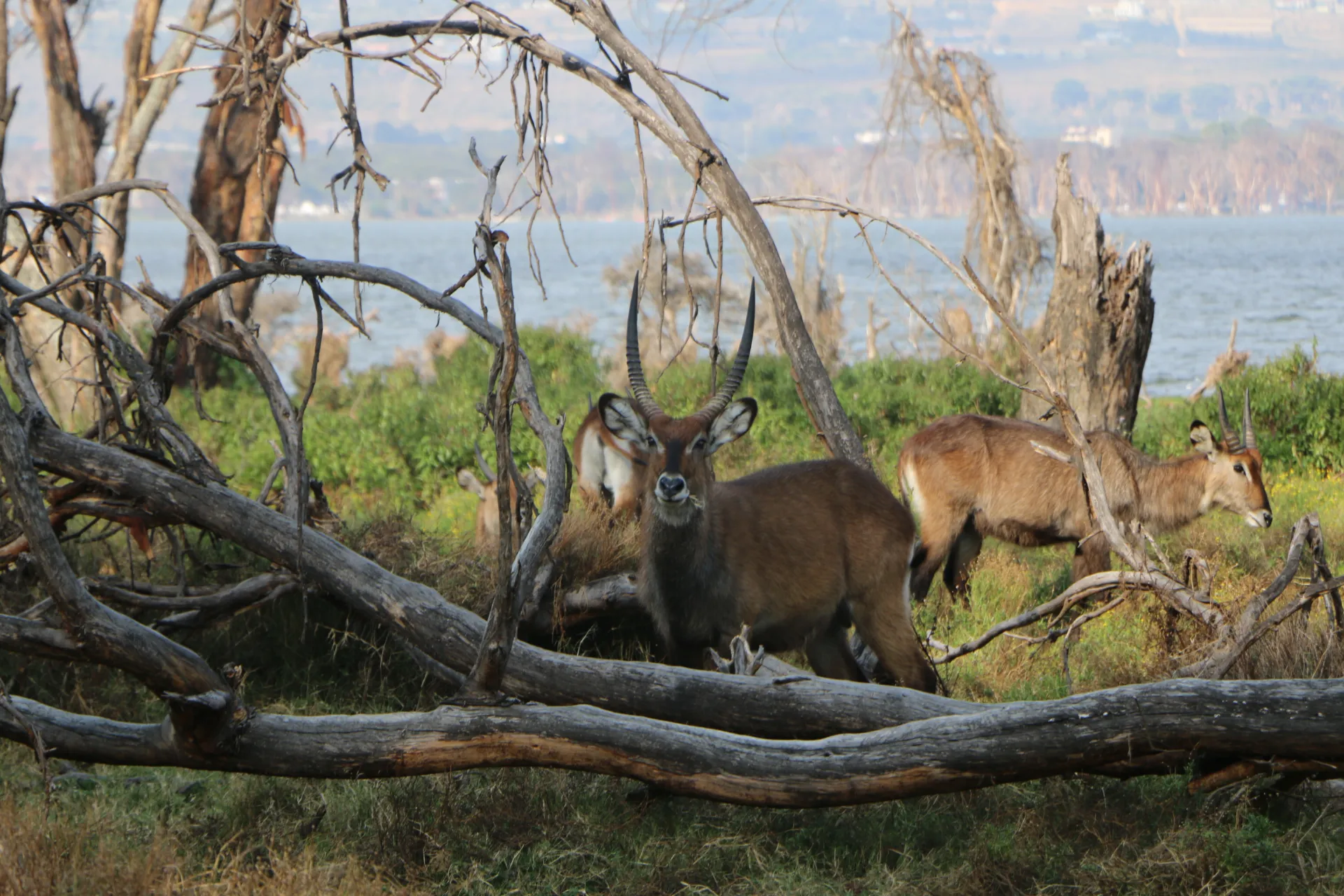 Waterbuck on Crescent Island